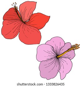 Vector Hibiscus floral tropical flowers. Wild spring leaf wildflower isolated. Engraved ink art. Isolated hibiscus illustration element on white background.