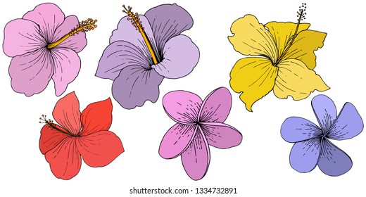 Vector Hibiscus floral tropical flowers. Wild spring leaf wildflower isolated. Engraved ink art. Isolated hibiscus illustration element on white background.