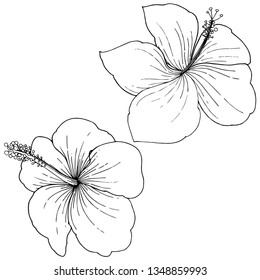 Vector Hibiscus floral tropical flowers. Wild spring leaf wildflower isolated. Black and white engraved ink art. Isolated hibiscus illustration element on white background on white background.