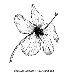 Vector Hibiscus Flower. Hand drawn Sketch. Black Outline for logo or print. Floral illustration of blooming hawaiian mallow