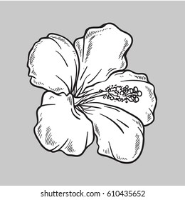 Vector Hibiscus Flower. Isolated On Grey Background. Sketch Style. Line Art.