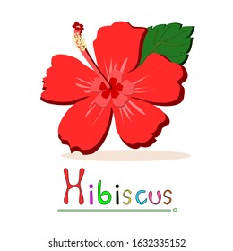 Vector Hibiscus flower with leaf and word isolated on white background