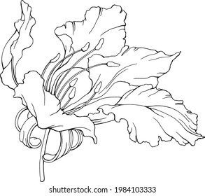 Vector hibiscus flower. Line art. Linear , black on white realistic botanical element for card, illustration, poster, print, invitation.