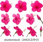 Vector hibiscus flower set. Realistic bright flower for decoration. Flower of paradise pink, crimson