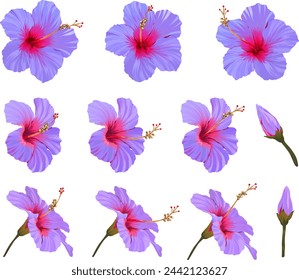 Vektor-Hibiskus-Blütenset. Realistische helle Blume für die Dekoration. Paradies Blume blau, lila