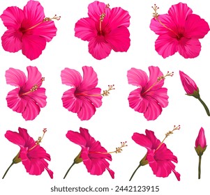 Conjunto de flores de hibisco vectorial. Flor brillante realista para la decoración. Flor del paraíso rosa, carmesí