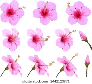 Vector hibiscus flower set. Realistic bright flower for decoration. Paradise flower pink
