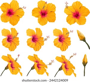 Vector hibiscus flower set. Realistic bright flower for decoration. Paradise flower yellow