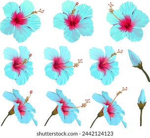 Conjunto de flores de hibisco vectorial. Flor brillante realista para la decoración. Flor del paraíso azul, turquesa