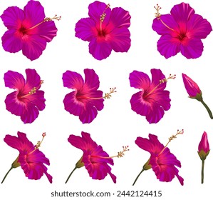 Vector hibiscus flower set. Realistic bright flower for decoration. Flower of paradise purple, crimson, burgundy