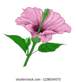 Vector. Hibiscus - flowers and buds.  Perfume and cosmetic plants. Wallpaper. Decorative composition. Use printed materials, signs, posters, postcards, packaging.