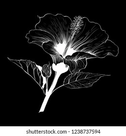Vector. Hibiscus - flowers and buds.  Perfume and cosmetic plants. Wallpaper. Decorative composition. Use printed materials, signs, posters, postcards, packaging.
