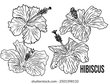 Vector hibiscus flowers in various shapes and black and white hand drawn wooden carvings on a white background