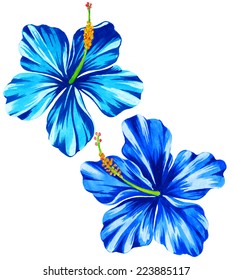 Hawaii Flowers Drawing Hd Stock Images Shutterstock