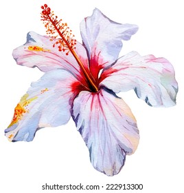 vector hibiscus. single tropical flower.