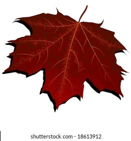 Vector: highly detailed autumn leaf, grouped and layered for easy editing