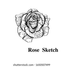 Vektorillustration Sehr detaillierte handgezeichnet Rose. Schönes einfarbiges Schwarz-Weiß mit Linienkunst auf Hintergründen.