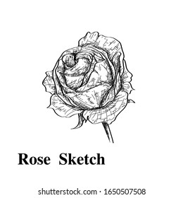 Vector Highly detailed hand drawn rose. Beautiful monochrome black and white with line art on backgrounds.