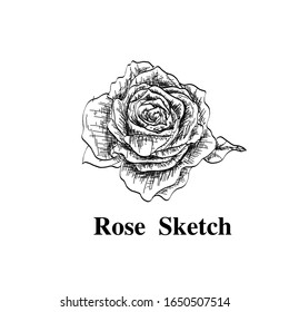 Vector Highly detailed hand drawn rose. Beautiful monochrome black and white with line art on backgrounds.
