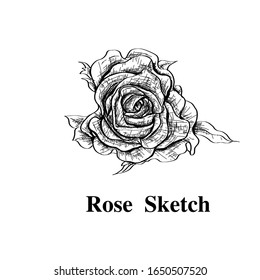 Vector Highly detailed hand drawn rose. Beautiful monochrome black and white with line art on backgrounds.