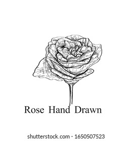 Vector Highly detailed hand drawn rose. Beautiful monochrome black and white with line art on backgrounds.