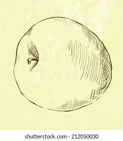 vector of highly detailed hand drawn apple.