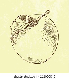 vector of highly detailed hand drawn apple.
