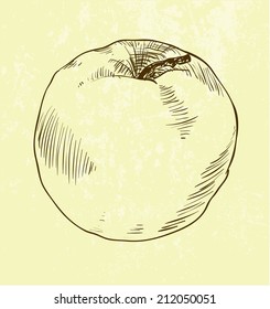vector of highly detailed hand drawn apple.