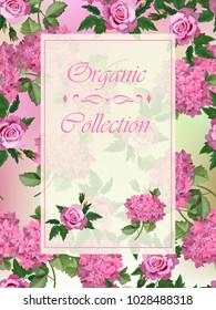 Vector highly detailed illustration of hydrangea and rose flowers. Can be used as wedding element, design for cosmetics, perfume, beauty care products