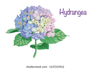 Vector highly detailed realistic illustration of hydrangea flower isolated on white. Good for wedding floral design, greeting cards