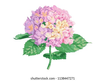 Vector highly detailed realistic illustration of hydrangea flower isolated on white. Good for wedding floral design, greeting cards