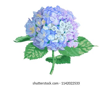 Vector highly detailed realistic illustration of hydrangea flower isolated on white. Good for wedding floral design, greeting cards