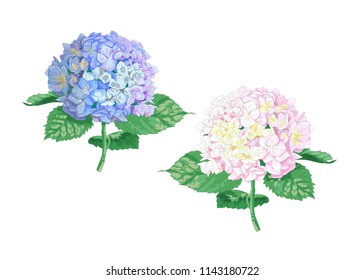 Vector highly detailed realistic illustration of two hydrangea flowers isolated on white. Good for wedding floral design, greeting cards