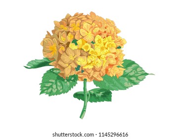Vector highly detailed realistic illustration of hydrangea flower isolated on white. Good for wedding floral design, greeting cards