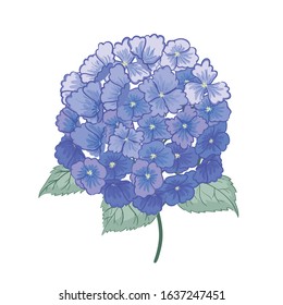 Vector highly detailed realistic illustration of violet hydrangea flower isolated on white. This illustration can be used on wedding invitation, floral design for cosmetics and perfumery and so on.
