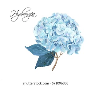 Vector highly detailed realistic illustration of blue hydrangea flower isolated on white. Can be used as wedding element, floral design for cosmetics, perfume, beauty care products, greeting cards