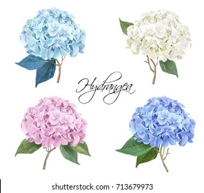 繡球花图片 库存照片和矢量图 Shutterstock