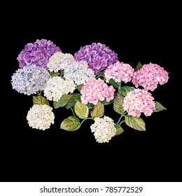 Vector Highly Detailed Realistic Illustration Of Hydrangea 
