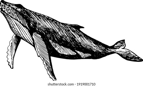 Vector highly detailed silhouette of humpback whale. Monochrome illustration for web design, books, print and other designs