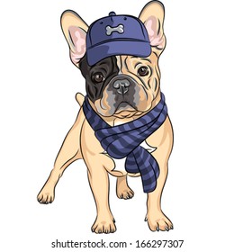 Vector hipster dog  French Bulldog breed in a blue cap and scarf