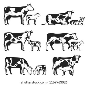 Vector holstein cows and calves in different poses isolated on white for farms, groceries, packaging and branding.