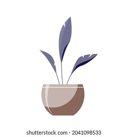 Vector home plant in a ceramic pot isolated on a white background.