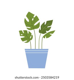 Vector home plant in a flat style. Green monstera in a pot isolated on a white background.