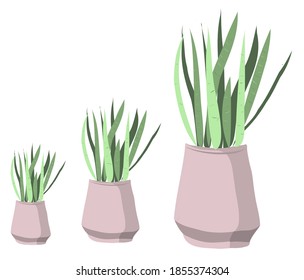 vector homegardening plants in pots