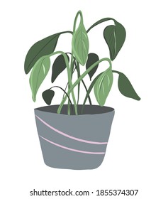 vector homegardening plants in pots