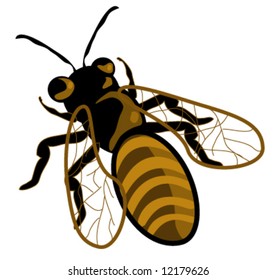 Vector Honey Bee