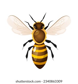 Vector honey bee illustration isolated on white background