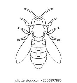 Vector Honey Bee Insect Cartoon Illustration Isolated