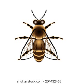 Vector Honey Bee on White Background