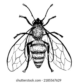 Vector Honey Bee in vintage style. Hand drawn Sketch of insect. Engraved bumble. Drawing of bumblebee